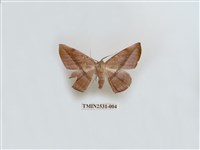 藏品(尺蛾4)的圖片